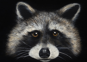 raccoon